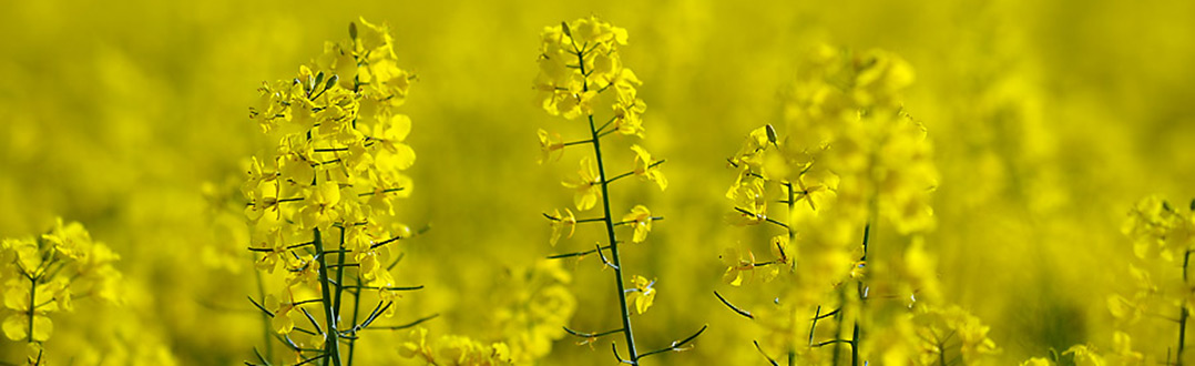   Naturfotografie